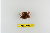 藏品(短指和尚蟹)的圖片